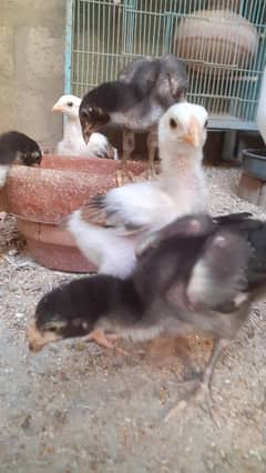 Assel Jageri chicks