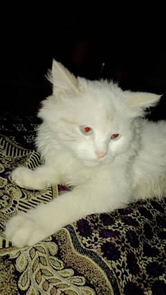 cute cat
