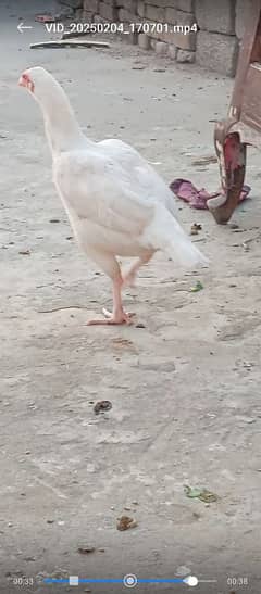 Aseel Heera