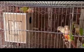 Conure for sale