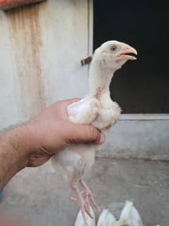 heera