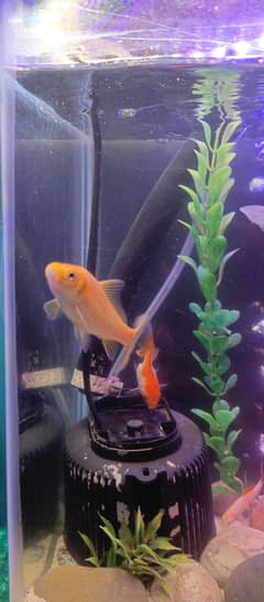 I have a breathing pair of Koi