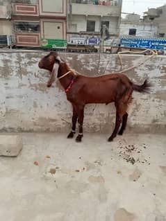 Bakra for sail