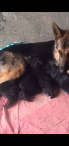 male and female puppies