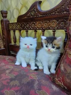 Persian