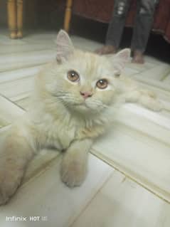 Three layer ginger persion cat baby for sold