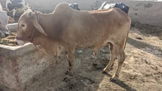 sahiwal