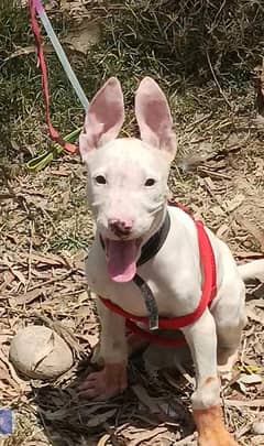 Guwahati gultair male 2 month for sale