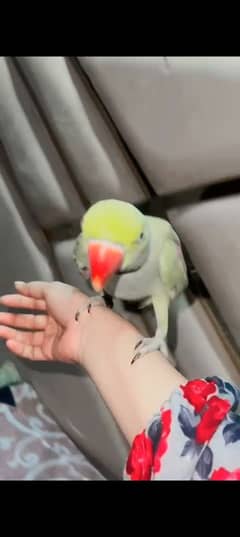 hand tam talking parrot