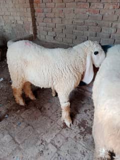 Kajly For Sale