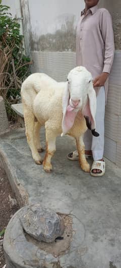 Bakra