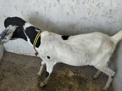 Qurbani ka bakry for sale