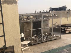 Pigeons for sale