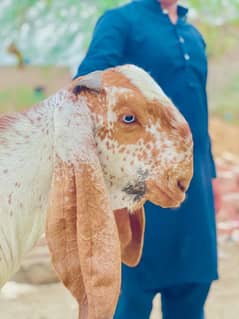 pure makhi cheena bkra for qurbani