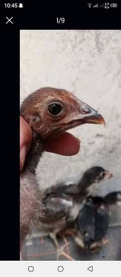 top quality vvvip bannet , Burmi and pakoye chicks healthy and active