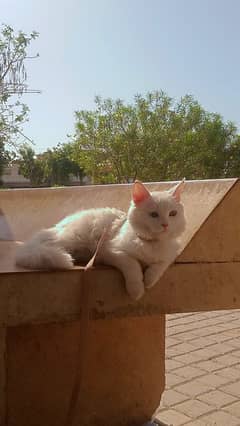 cat selling