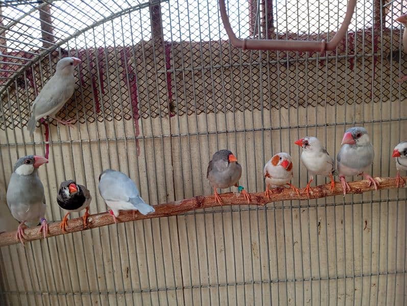 Java and finches 0