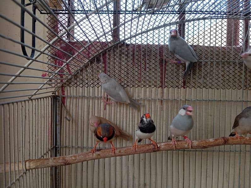 Java and finches 1