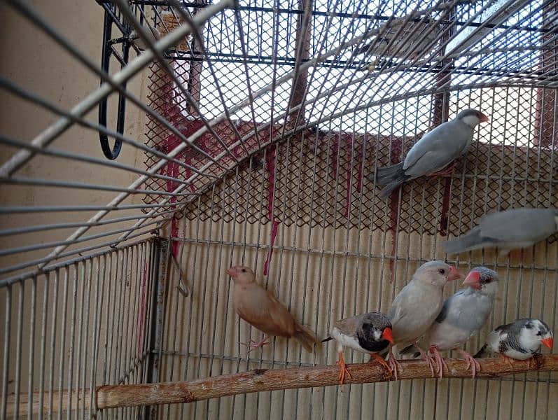 Java and finches 2