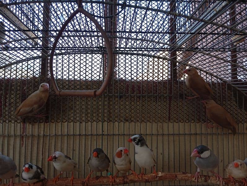 Java and finches 3
