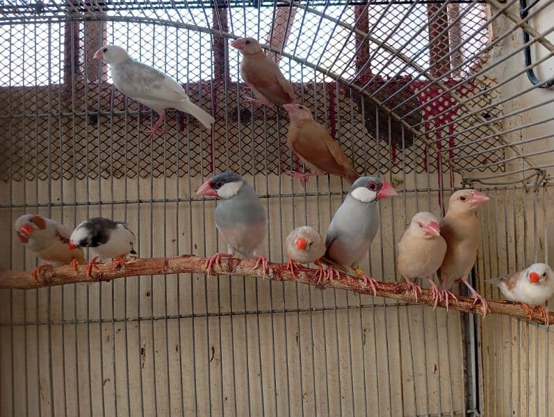 Java and finches 4