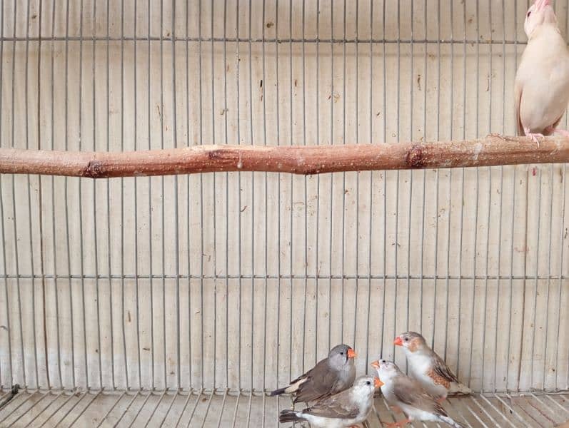 Java and finches 5