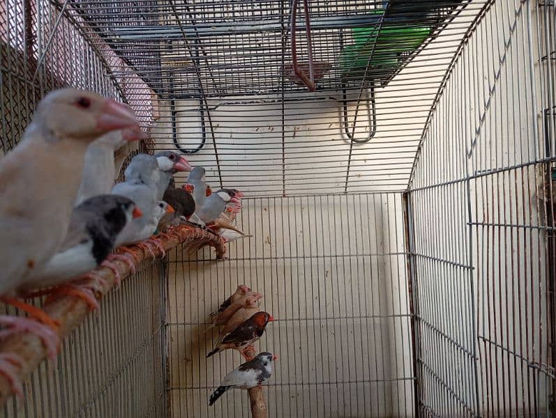 Java and finches 6