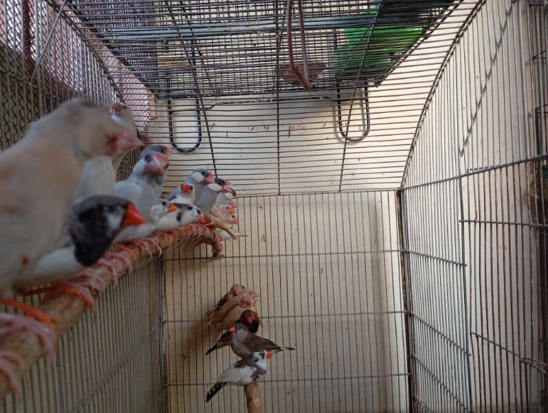 Java and finches 7
