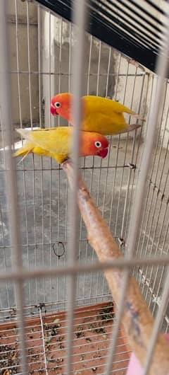love bird pair