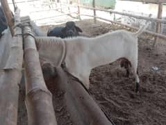 aRajan puri breader bakra