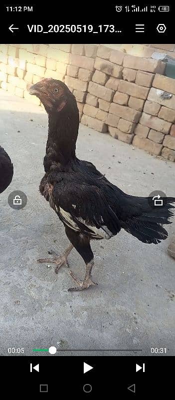 Aseel Kurak Young Phati, murghi, Madi , 1