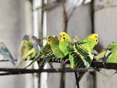 For sale 50+ pices