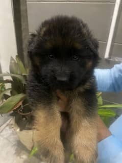 German
