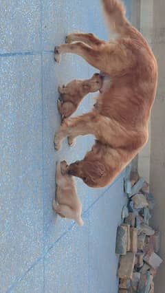 Golden retriever puppies available