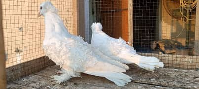 Frill Back Breeder Pair