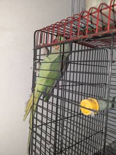 Raw parrot for sale with comfortable cage