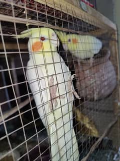 common white cocktail breeders