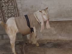 gulabi