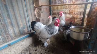 Brahma Bantam Hens for Sale