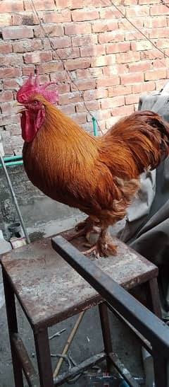 havey golden buff home breed
