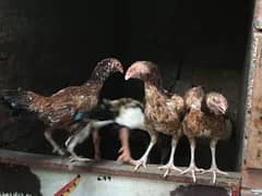 hens and cock