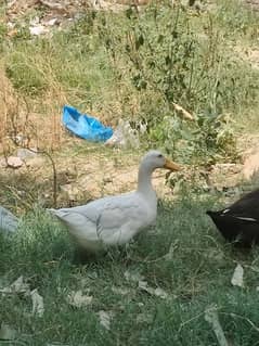 2 female ducks
