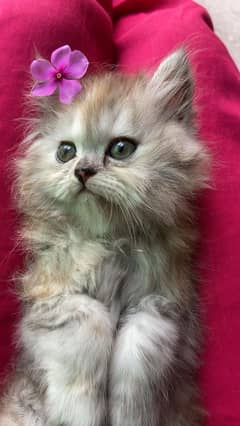 Persian