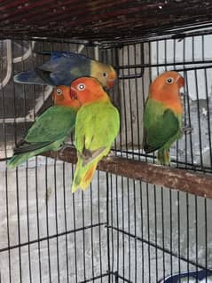 Quality pale fellow split opaline  love birds available