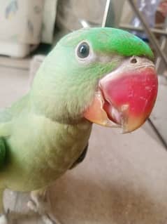 Masha'Allah Hand tamed raw parrot