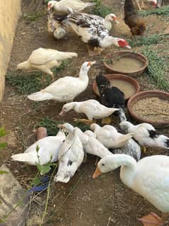 Muscovy Ducks Desi Duck Long neck geese & ducklings Available for sale