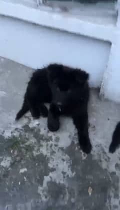 German shephard male puppy