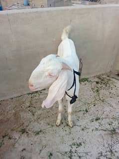 gulabi bakra white eyes