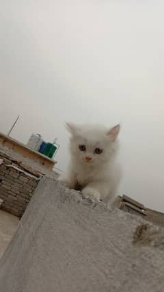 Persian male kitten