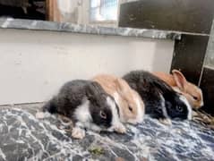 rabbit babies age 2 months